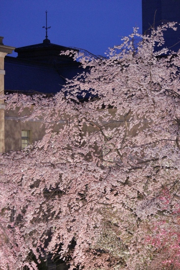 1943-12.4.10東側窓から　祇園枝垂れ桜　縦.jpg